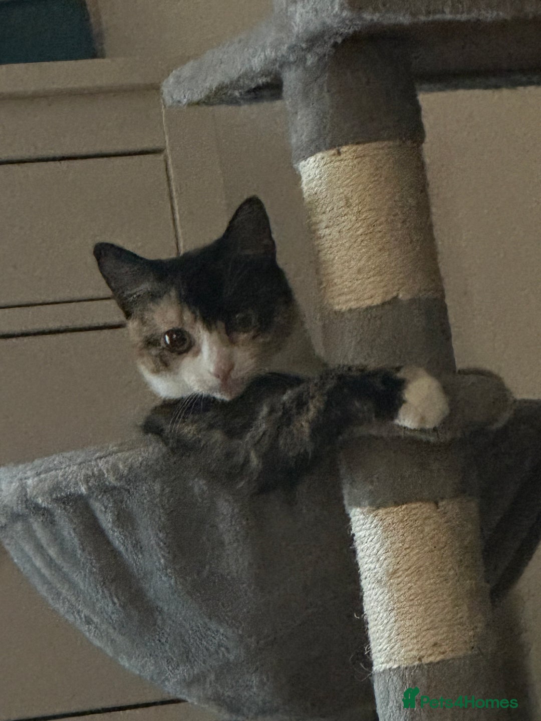 Domestic Shorthair cats for sale: 2 year old spayed female cat + accessories - Image 8