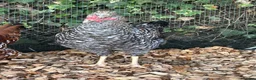 Chickens poultry for sale: 5 hybrid hens for sale  - Advert 3