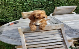Cockapoo dogs for sale: F1 fox red cockerpoo puppies  - Image 11