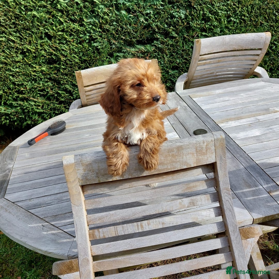 Cockapoo dogs for sale: F1 fox red cockerpoo puppies  - Image 11