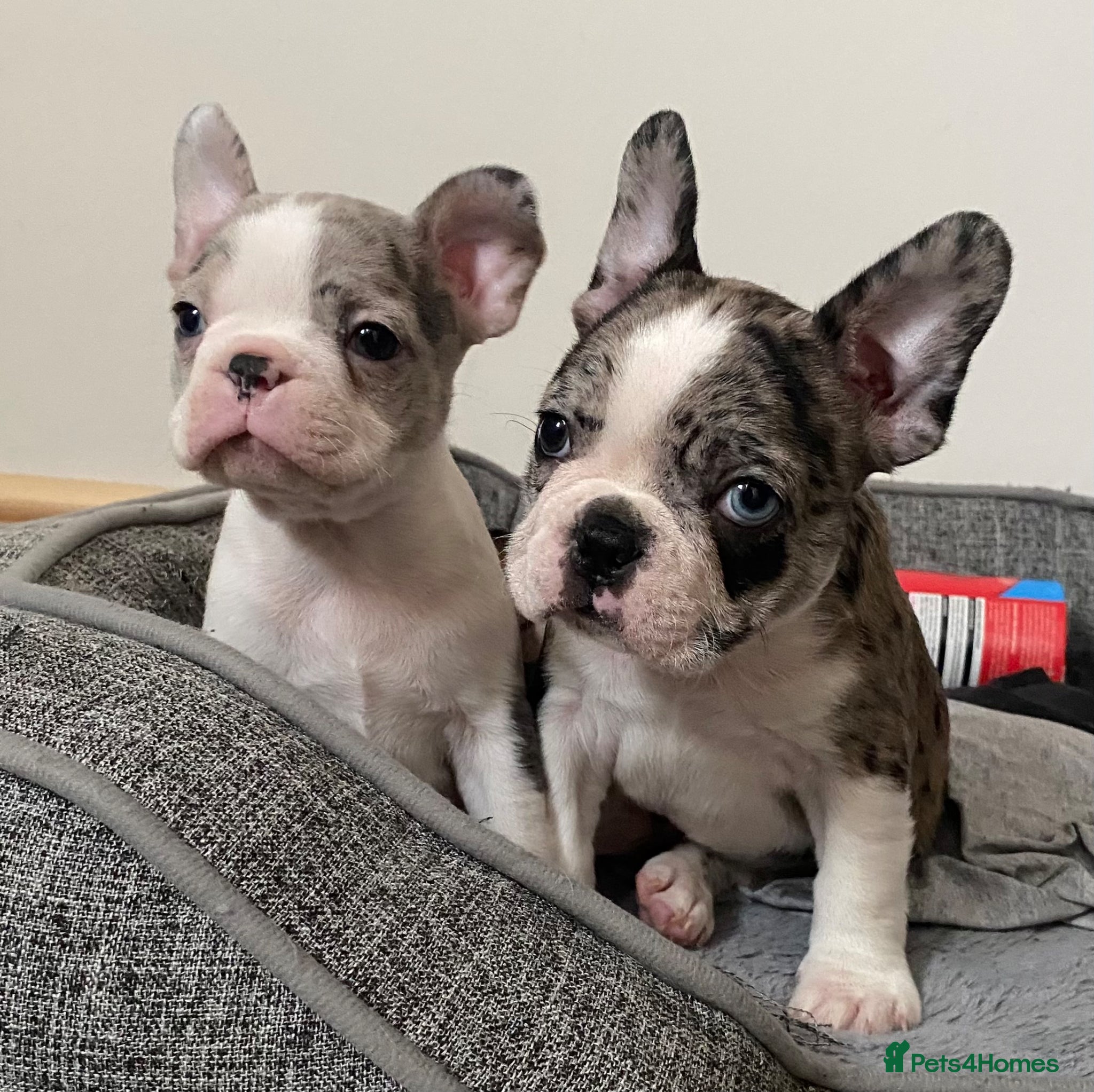 Mixed Breed dogs Frenchton’s . Boston X frenchie. - Advert 1