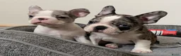 Mixed Breed dogs for sale: Frenchton’s . Boston X frenchie. - Advert 1