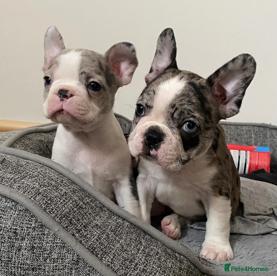 Mixed Breed dogs for sale: Frenchton’s . Boston X frenchie. - Advert 1