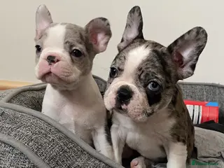 Mixed Breed dogs Frenchton’s . Boston X frenchie. - Advert 1