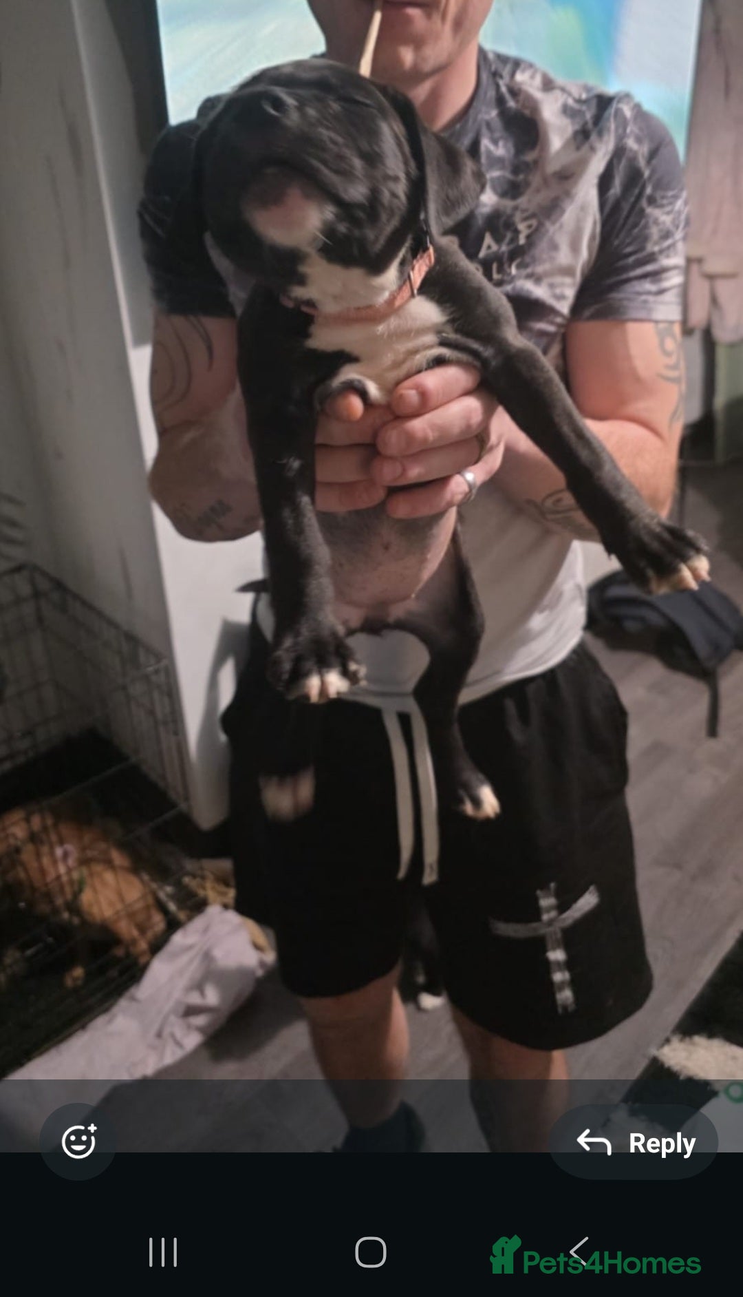 Staffordshire Bull Terrier dogs for sale: 8 week old Female staffy for sale  - Advert 3