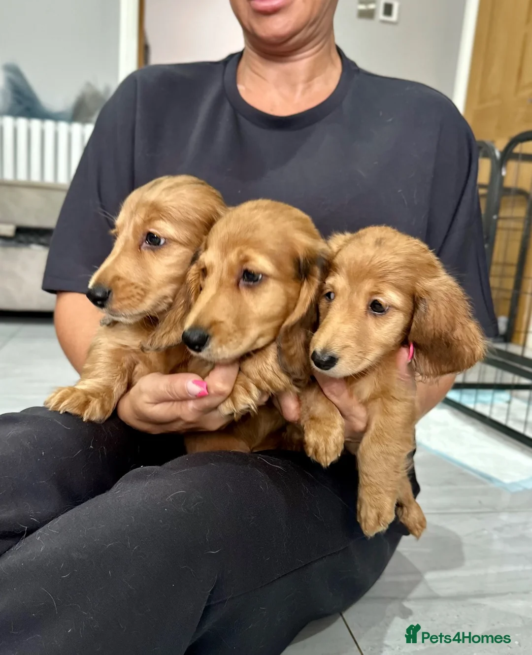 Miniature Dachshund dogs for sale: Miniature Dachshund - Advert 2