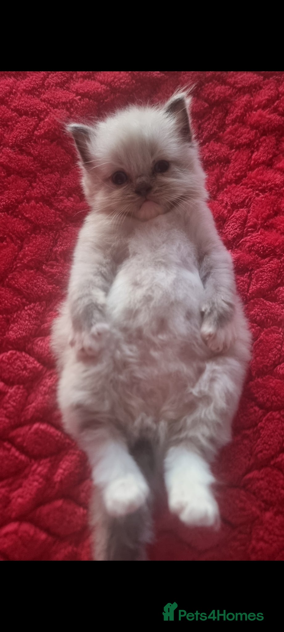 Ragdoll cats for sale: Ragdoll  - Advert 14