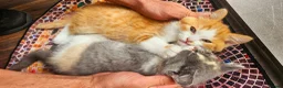 Selkirk Rex cats for sale:  Beautiful Home-Raised Selkirk Rex&BSH Kittens 😻 - Advert 15