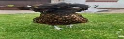 Chickens poultry for sale: Beautiful Polish hen chicken with 18kg food in Holywell - Advert 6
