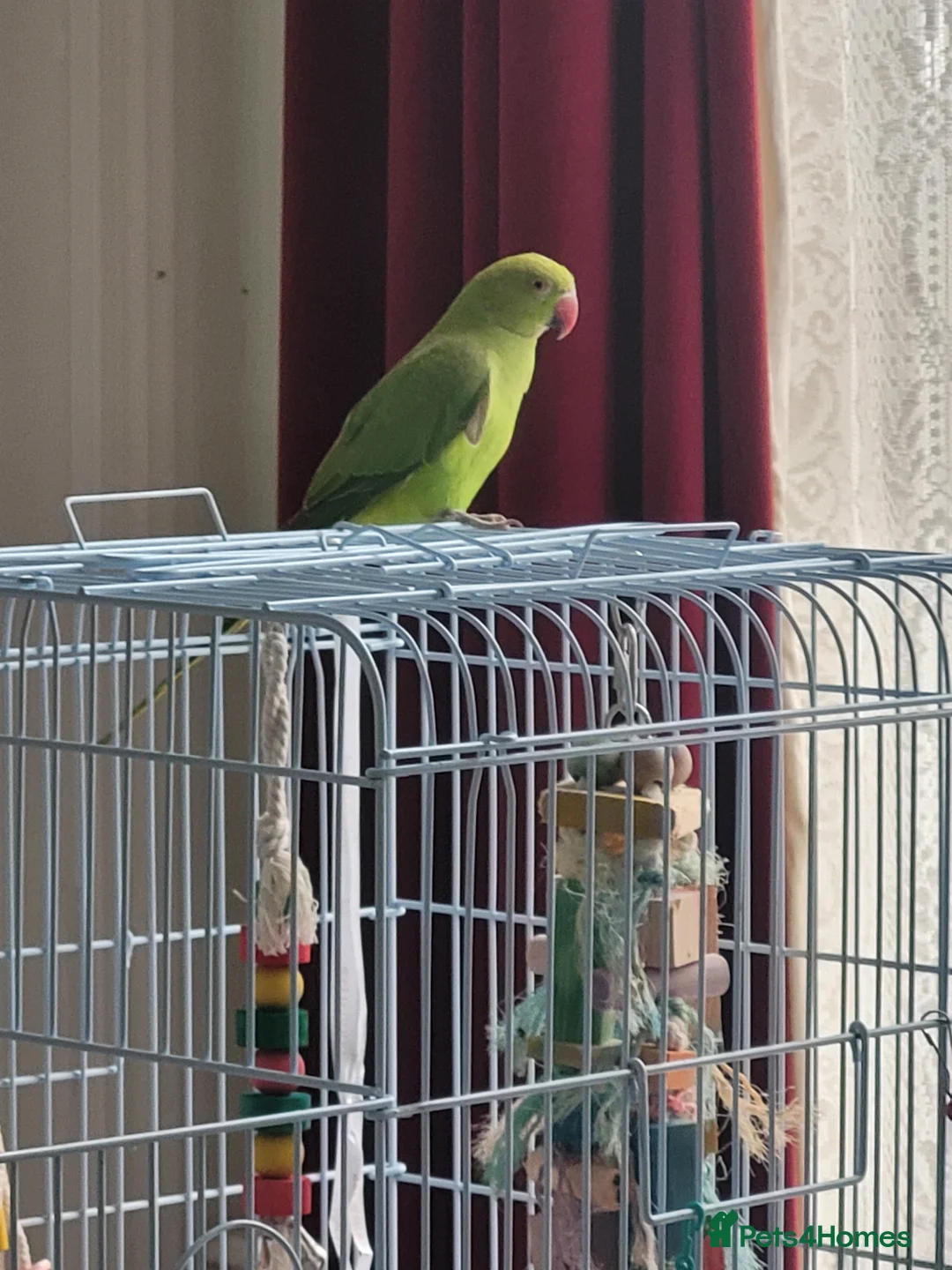 Parakeets birds for sale: Indian Ringneck Parakeet  in Reading - Advert 2