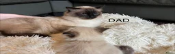 Ragdoll cats for sale: Beautiful Ragdoll Kittens for sale (REDUCED) - Advert 21
