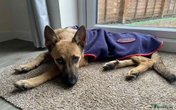 Mixed Breed dogs for adoption: Arnie is looking for the best home  - Image 5