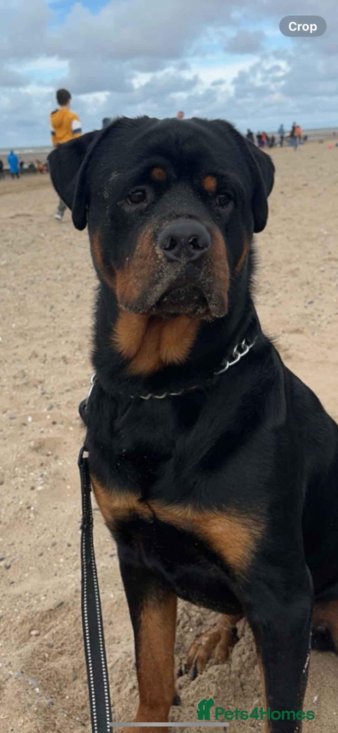 Rottweiler dogs for sale: Beautiful litter of 6 boys - Image 18