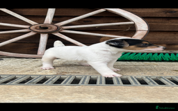 Jack Russell dogs for sale: Jack Russell puppies - Image 2