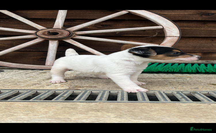 Jack Russell dogs - Advert 2