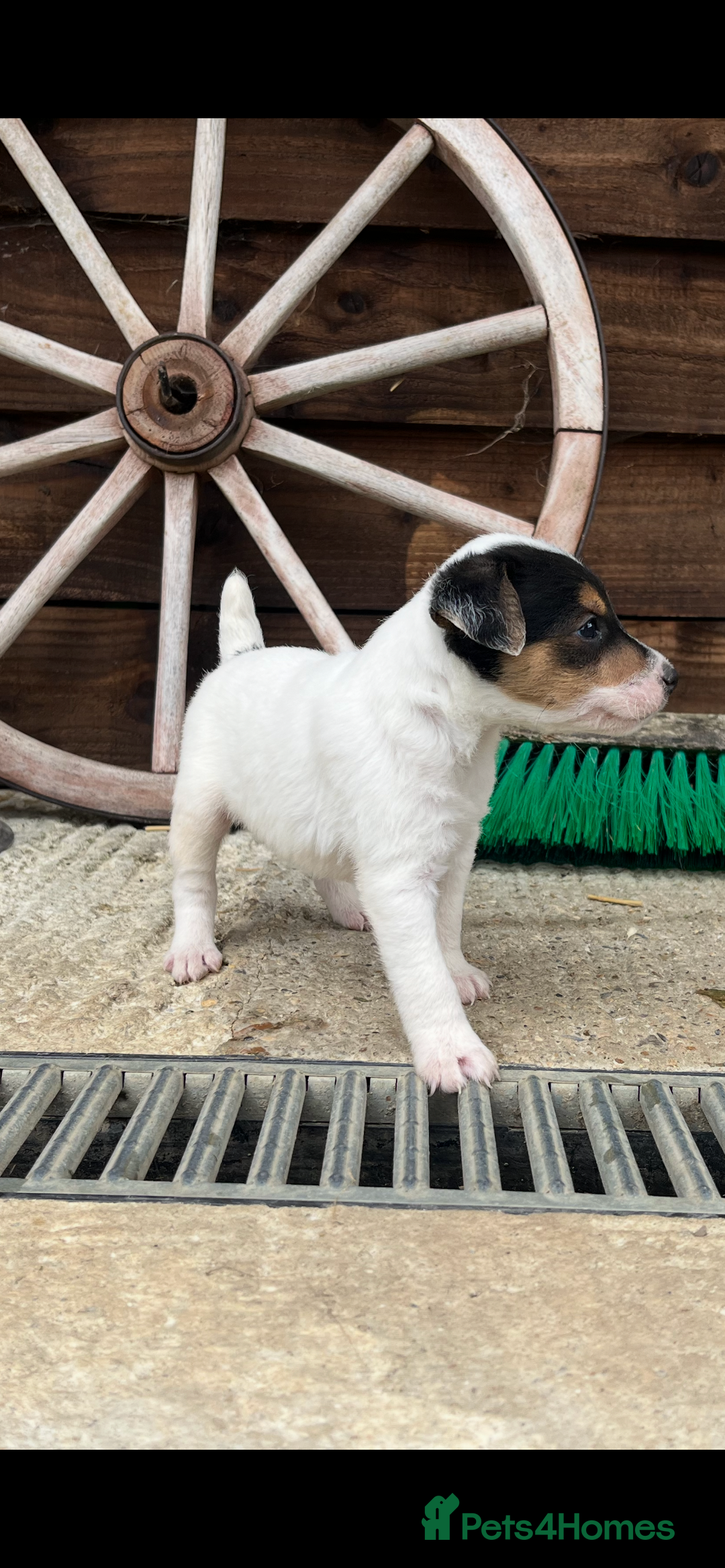 Jack Russell dogs for sale: Jack Russell puppies - Image 2