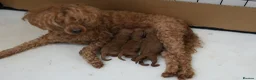 Mixed Breed dogs for sale: 1 RED BOY AVAILABLE TOY X MINIATURE POODLE PUPPIES - Advert 2