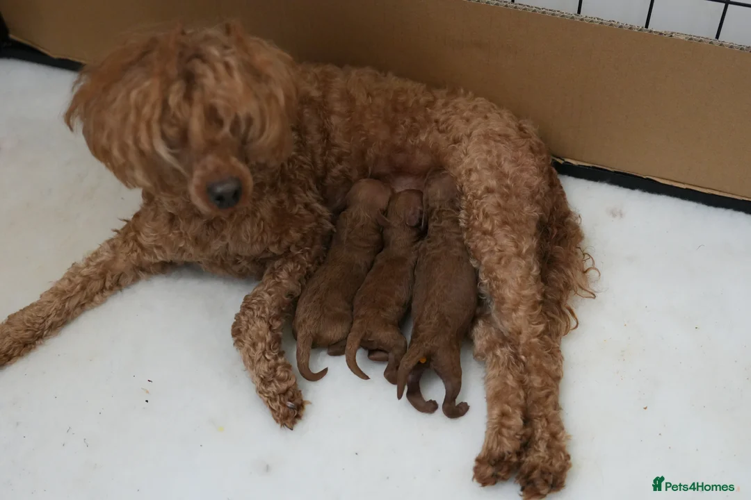 Mixed Breed dogs for sale: 1 RED BOY AVAILABLE TOY X MINIATURE POODLE PUPPIES - Advert 2
