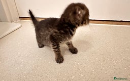 Savannah cats for sale: Stunning F3 Savannahs - Image 22
