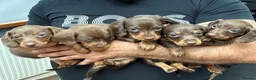 Miniature Dachshund dogs for sale: 6 gorgeous miniature Dachshunds 🥰 - Advert 1