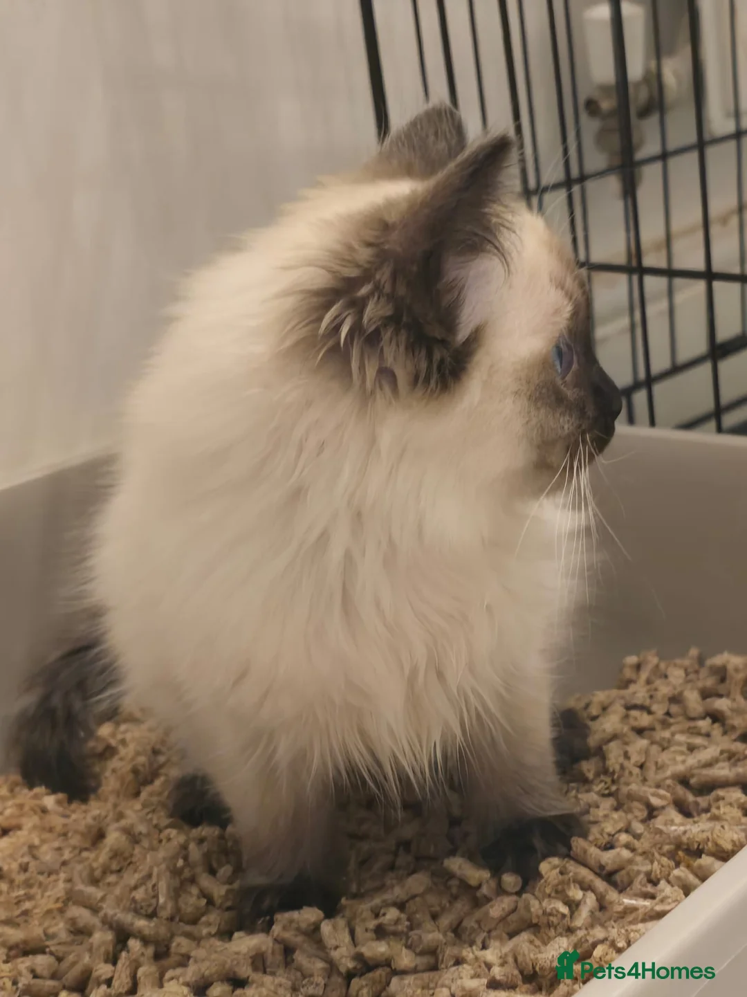 Ragdoll cats for sale: Ragdoll - Advert 25