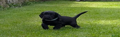 Cocker Spaniel (Blue)