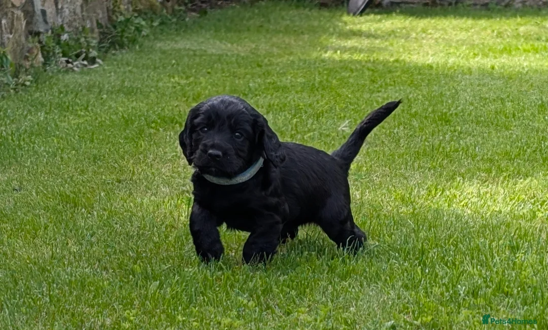 Cocker Spaniel dogs for sale: Puppies - Working Cocker Spaniels - Advert 6