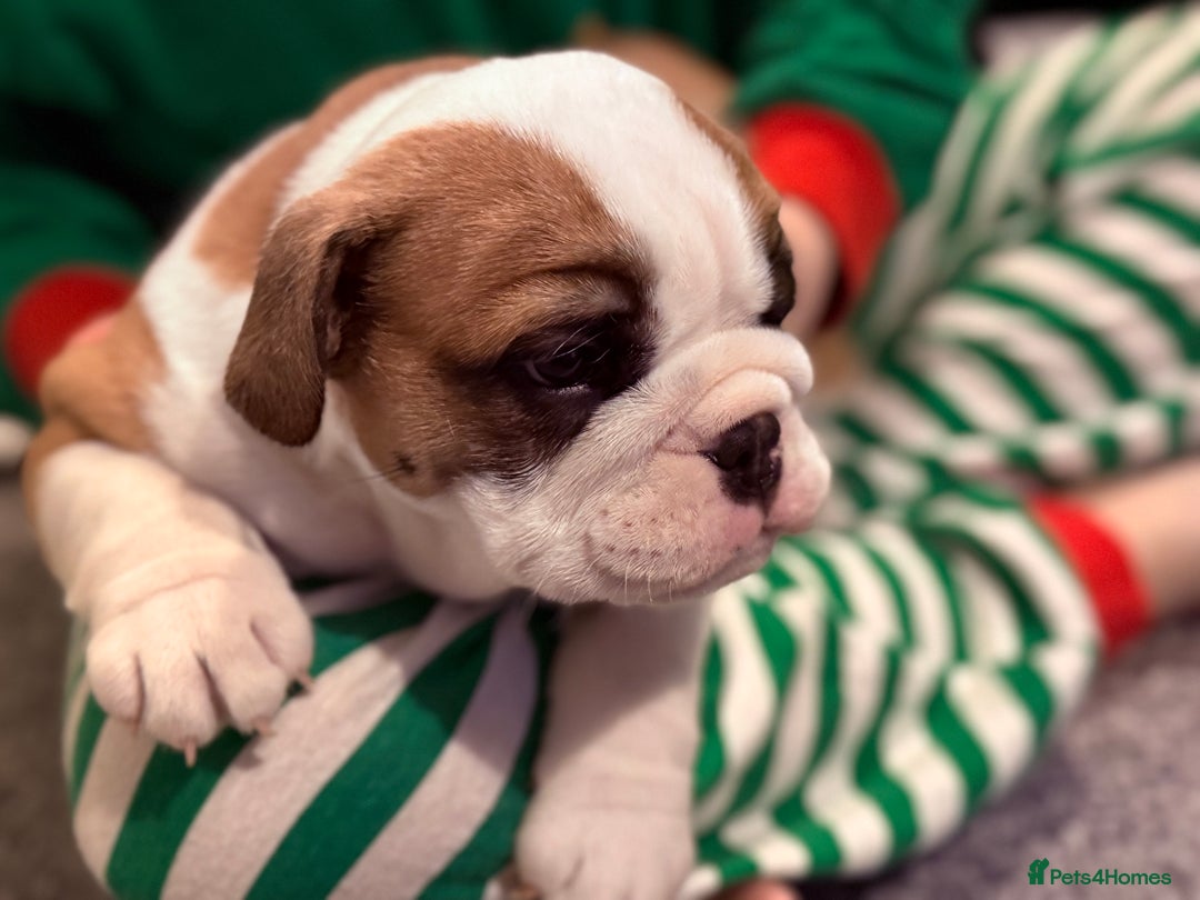 English Bulldog dogs for sale: Exceptional Show-Quality KC English Bulldog Boy - Advert 21