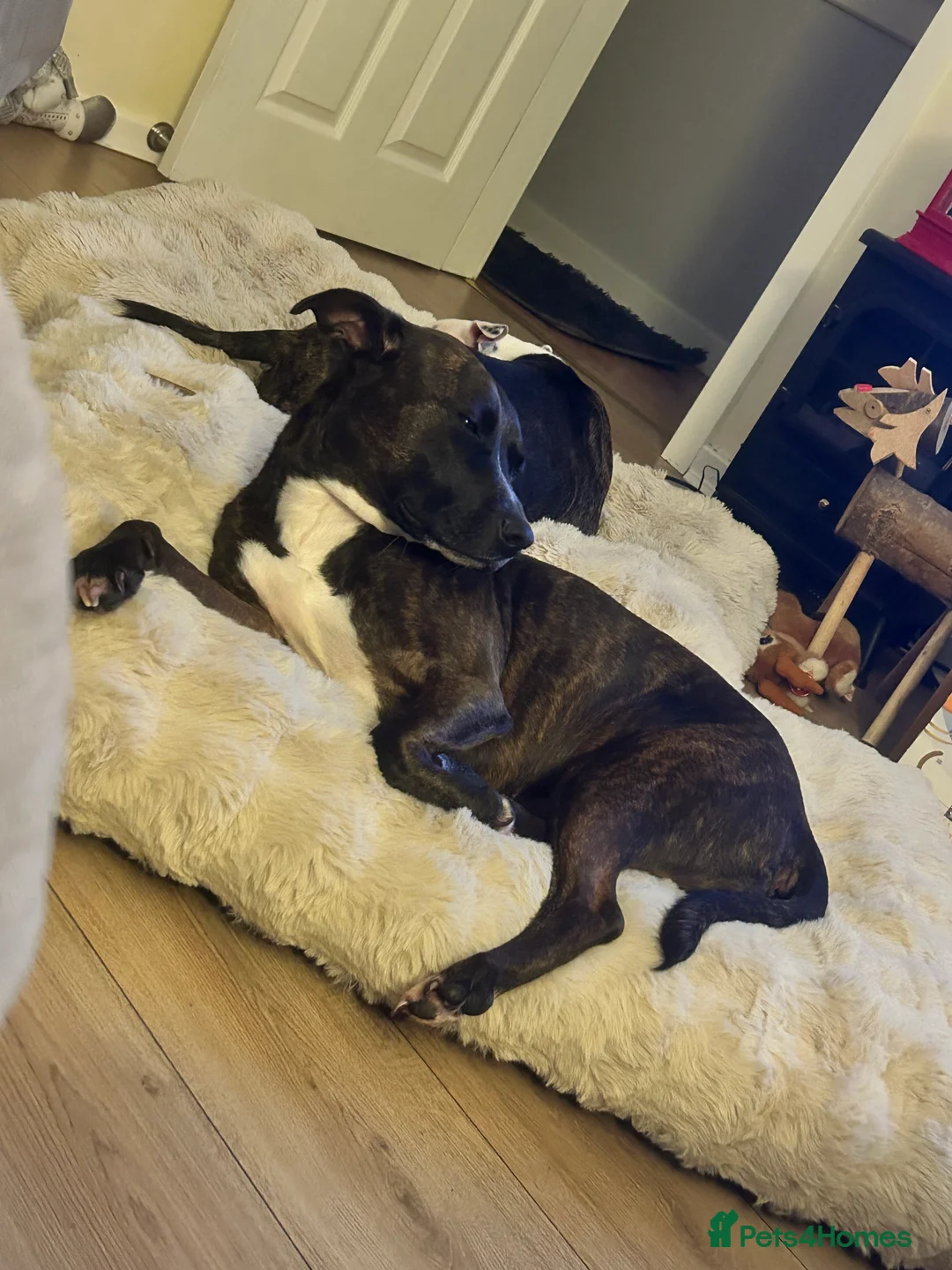 Staffordshire Bull Terrier dogs for sale: Luna - 4 in July (no puppies) - Advert 3