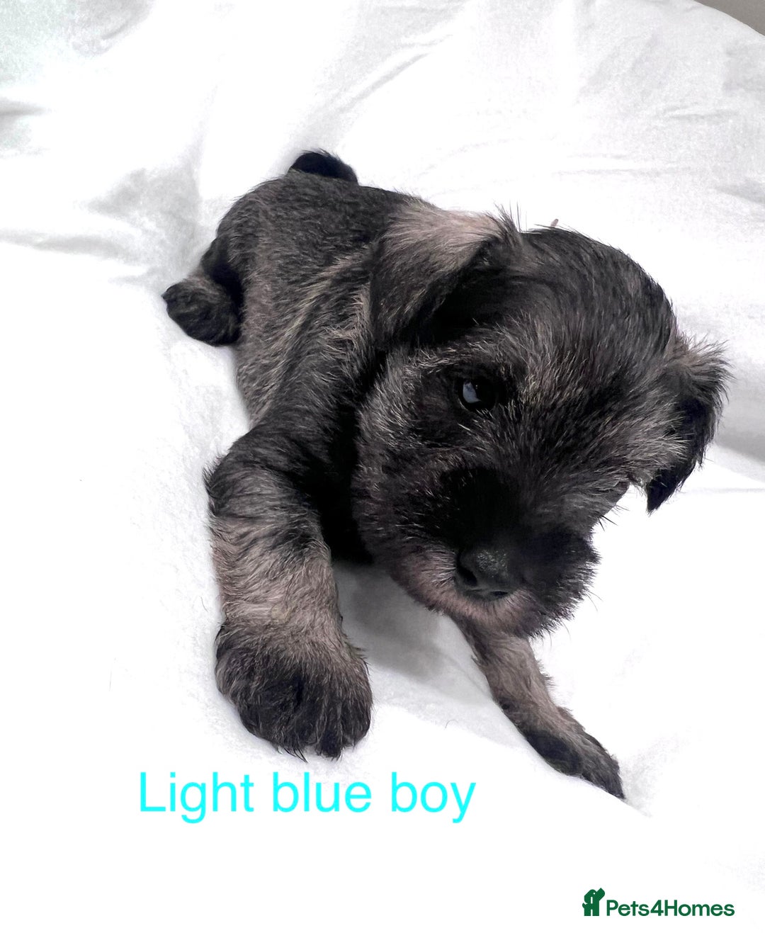 Miniature Schnauzer dogs for sale: 5th generation pedigree miniature schnauzer  - Advert 3