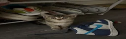 Scottish Fold cats for sale: Scottish Fold x British Short Hair Kittens - Advert 5