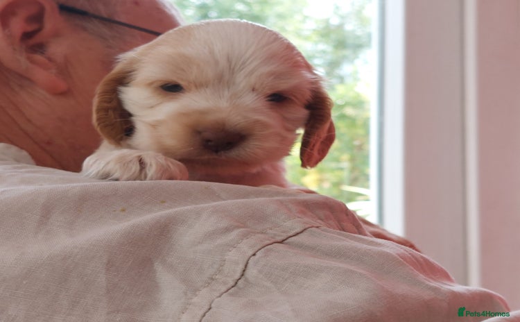 Cocker Spaniel dogs for sale - Advert 1