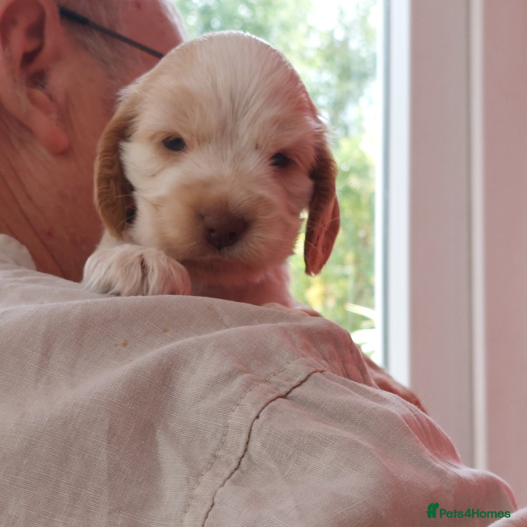 Cocker Spaniel dogs for sale: Kc Reg show type cocker spaniel puppies  - Image 24