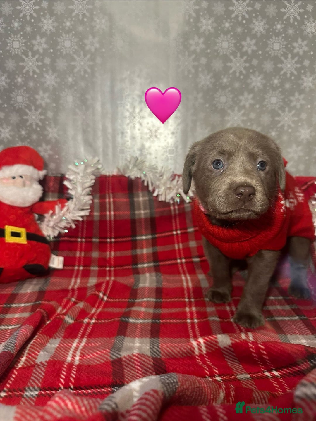 Labrador Retriever dogs for sale: !REDUCED! silver labrador's KC - Advert 21