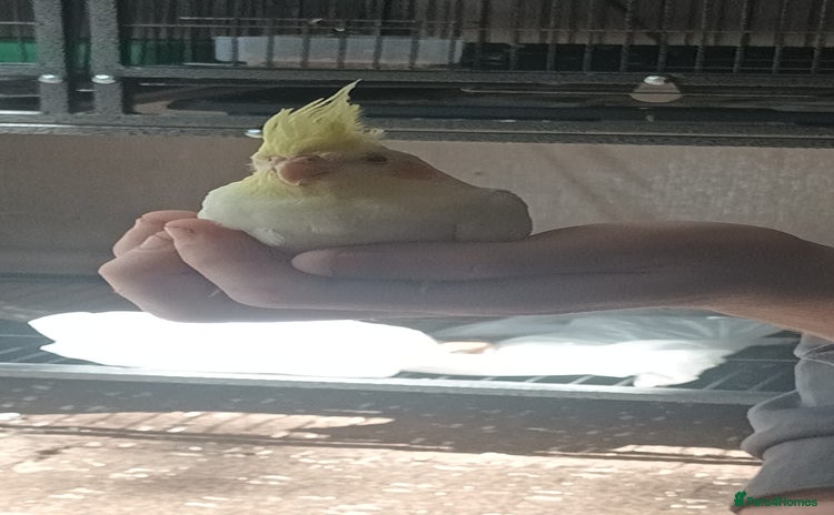 Cockatiels birds - Advert 5