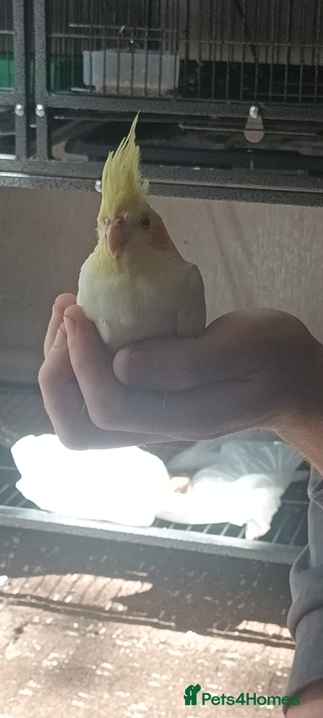 Cockatiels birds for sale: Cockatiels for sale hand tame - Image 1