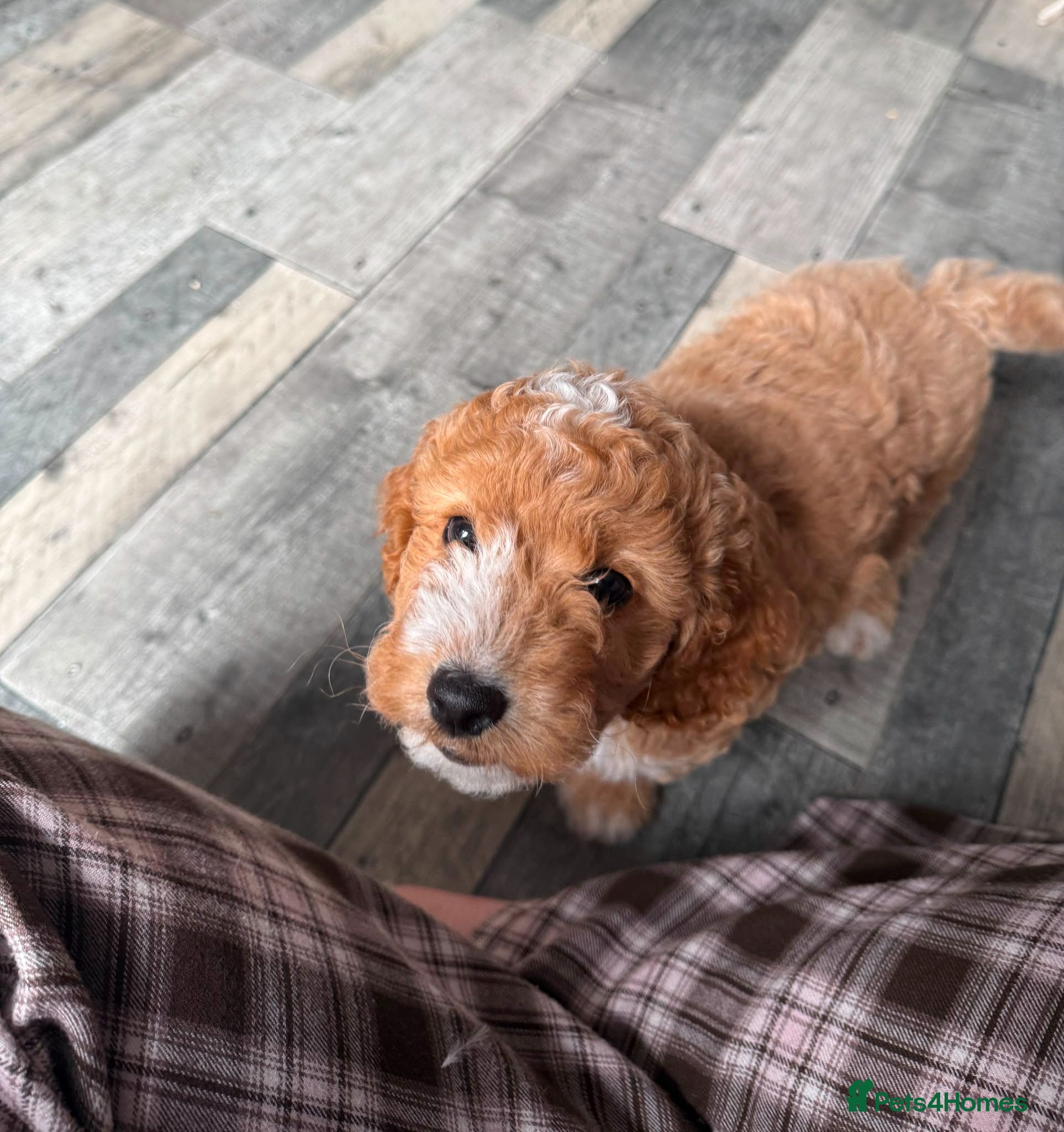 Cockapoo dogs LAST IN LITTER* Gorgeous Apricot Cockapoo girl.  - Advert 15