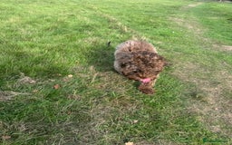 Cockapoo dogs for sale: Beautiful little cockapoo Ruby seeking a new home  - Image 3