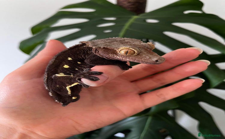 Leopard Gecko reptiles - Advert 6