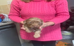 Cockapoo dogs for sale: Miniature f1 cockerpoos  - Image 6