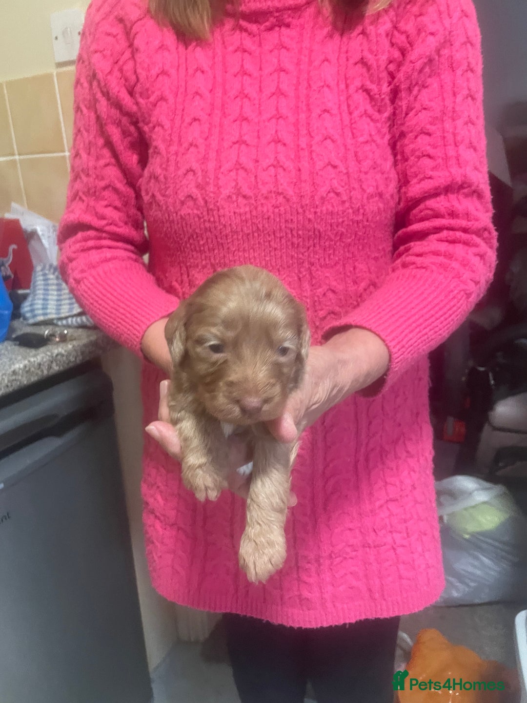 Cockapoo dogs for sale: Miniature f1 cockerpoos  - Image 6