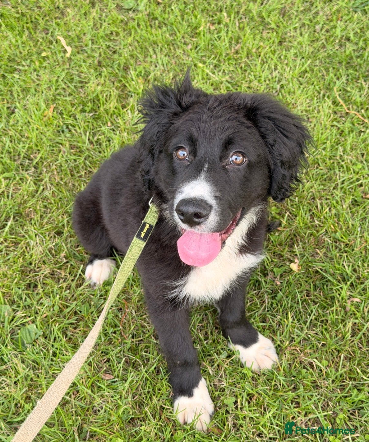 Mixed Breed dogs Border Collie x Cocker Spaniel Male - Advert 14
