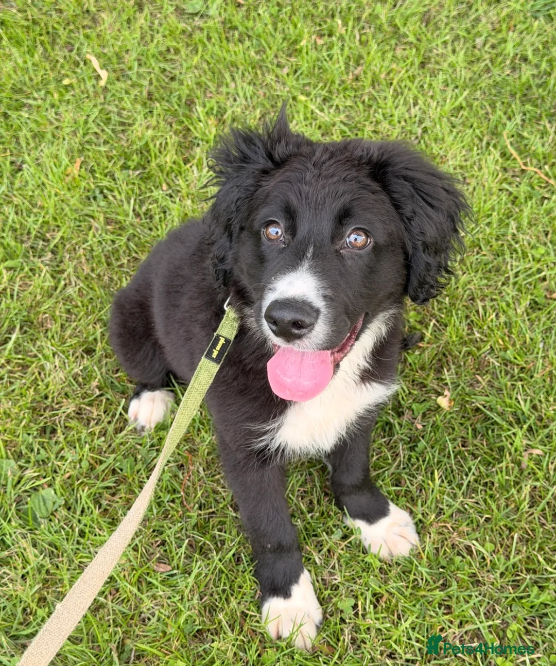 Mixed Breed dogs for sale: Border Collie x Cocker Spaniel Male in Diss - Advert 1