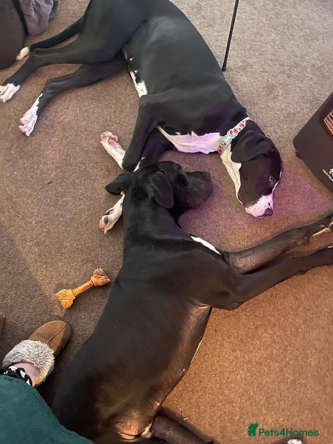 Great Dane dogs for sale: Beautifully bread female mantle - Advert 2