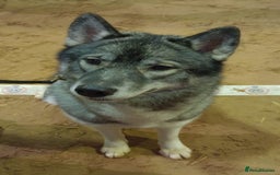 Siberian Husky dogs for sale: Kc reg Siberian husky puppies  - Image 12