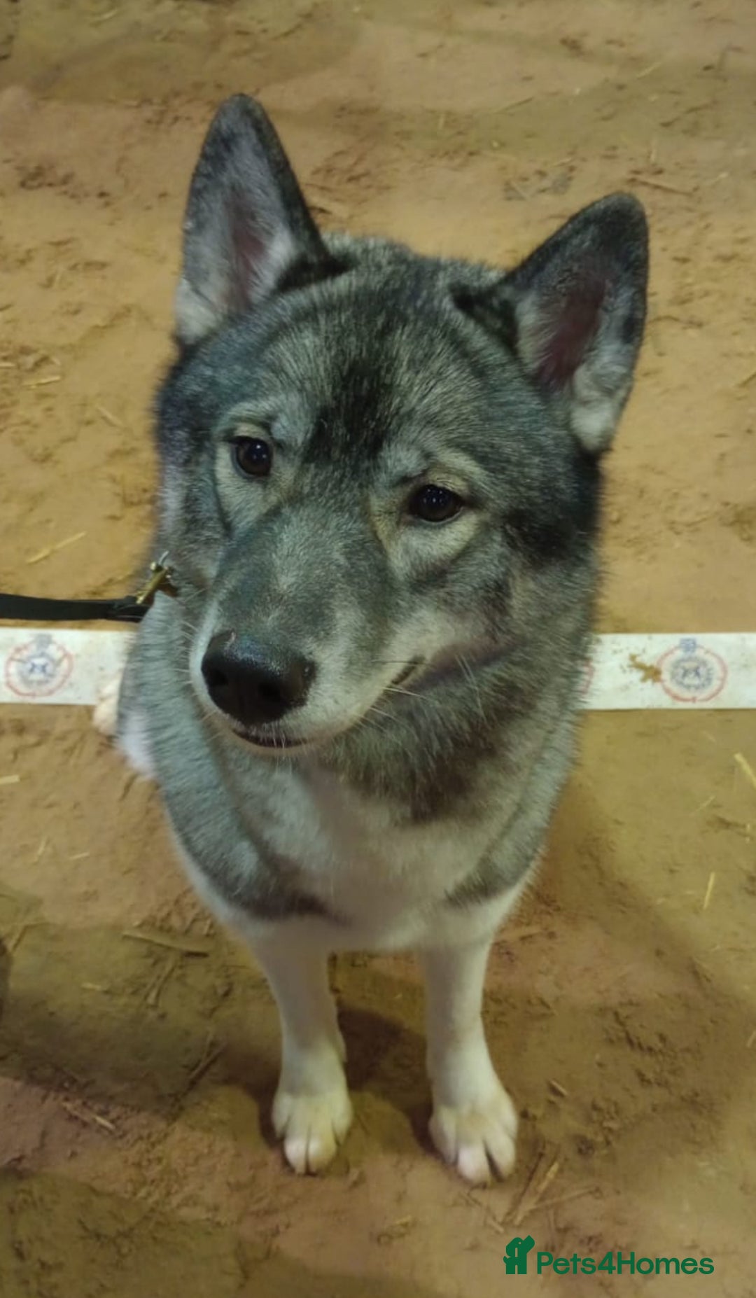 Siberian Husky dogs for sale: Kc reg Siberian husky puppies  - Image 12