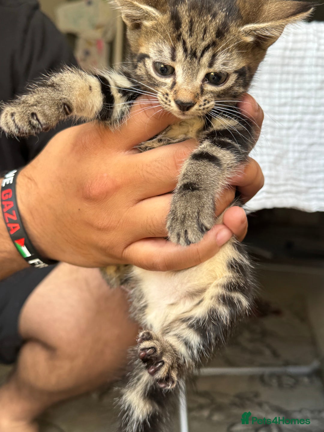 Mixed Breed cats for sale: European shorthair tabby cross kittens available.  - Image 2