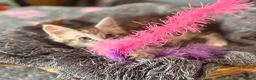 Maine Coon cats for sale: Beautiful Maine Coon kittens **READY NOW*** - Advert 15