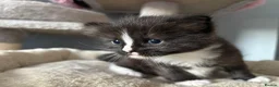 Mixed Breed cats for sale: Long‑Haired Ragdoll Cross Tortoiseshell Kittens - Advert 16