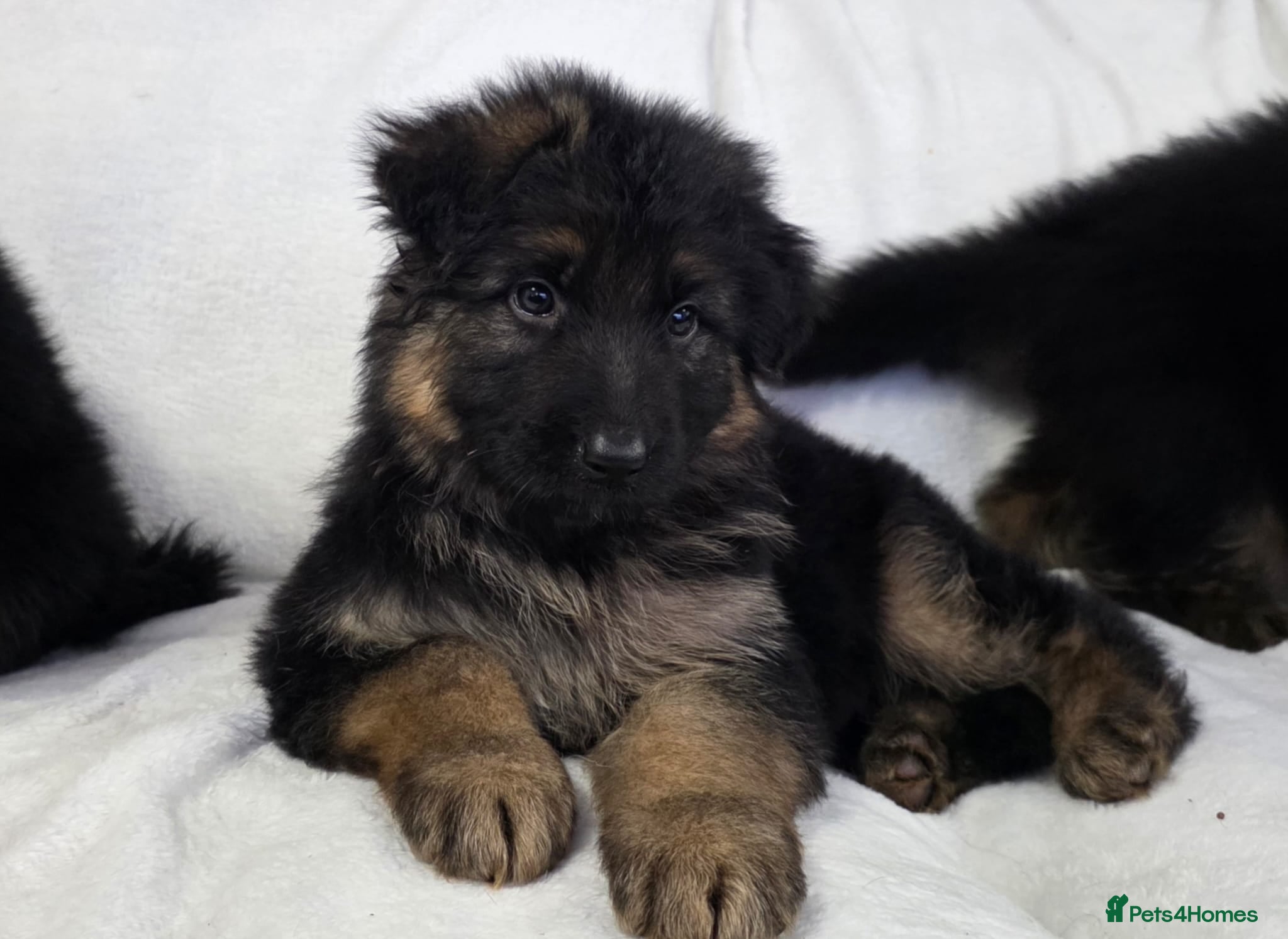German Shepherd dogs for sale: Gorgeous German Shepherd Puppies For Sale - Advert 1